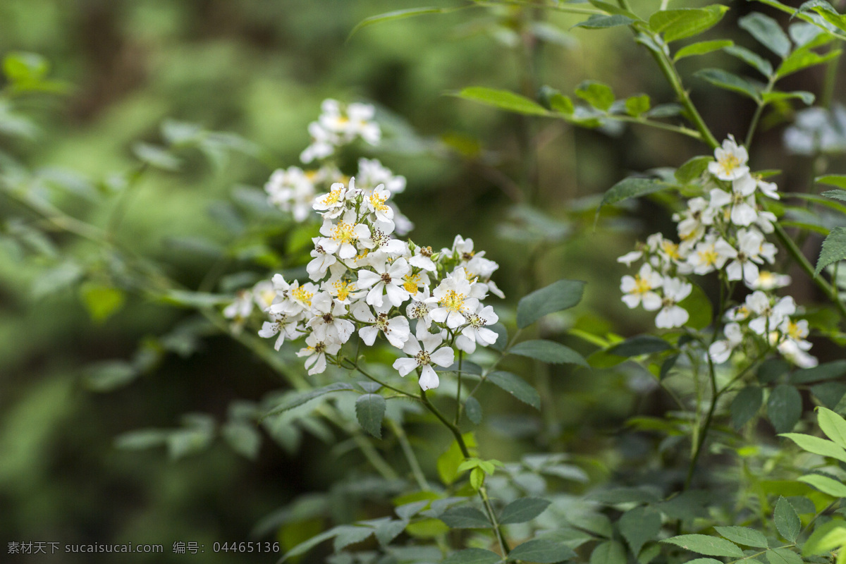 白蔷薇 园林花草 园林景观 花园 花圃 蔷薇 蔷薇花 生物世界 花草