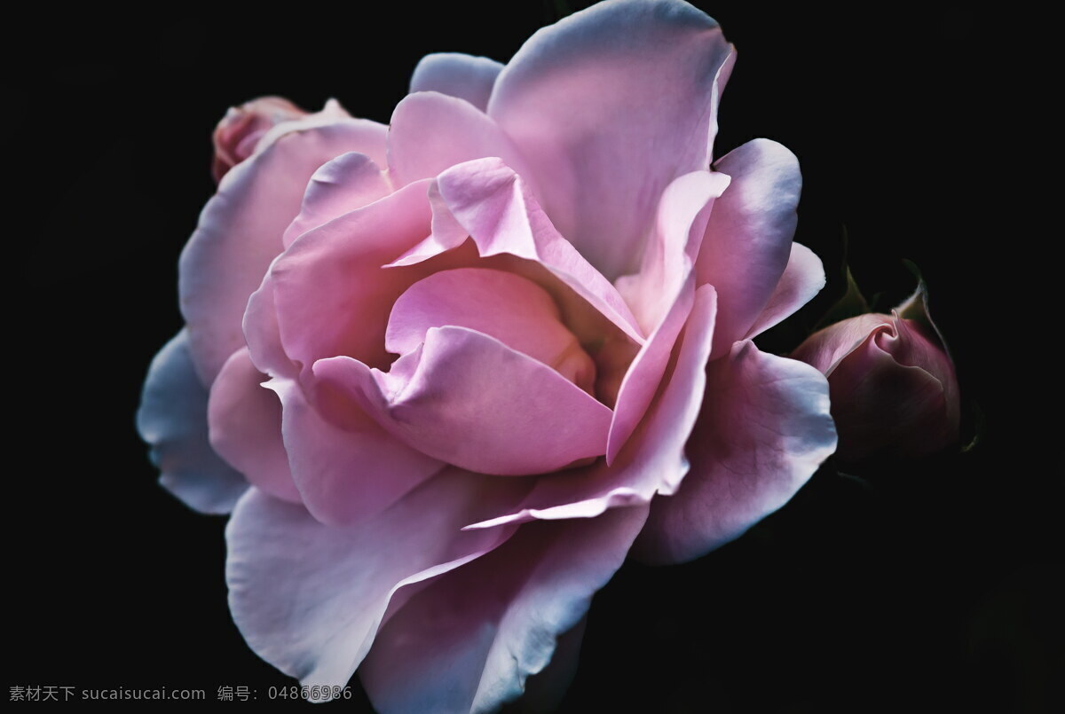 浪漫粉玫瑰 粉色 玫瑰花 玫瑰图片大全 玫瑰花图片 玫瑰图片 粉色玫瑰花 粉色玫瑰