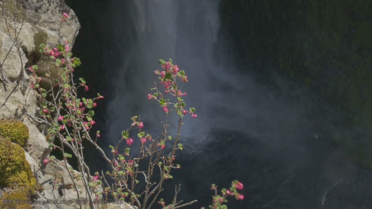 植物悬瀑 自然 水 落下 瀑布 在户外 景观 岩石 石 树 风景 山 流动 森林 自然的 野生的 旅游 旅行 和平 平静的 宁静 俄勒冈州 植物 花