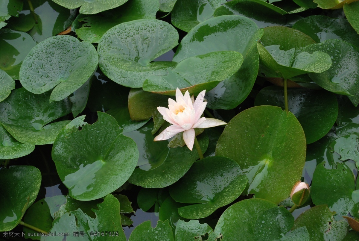 雨中莲花 莲花 荷花 三水荷花世界 雨中 雨水 花草 生物世界