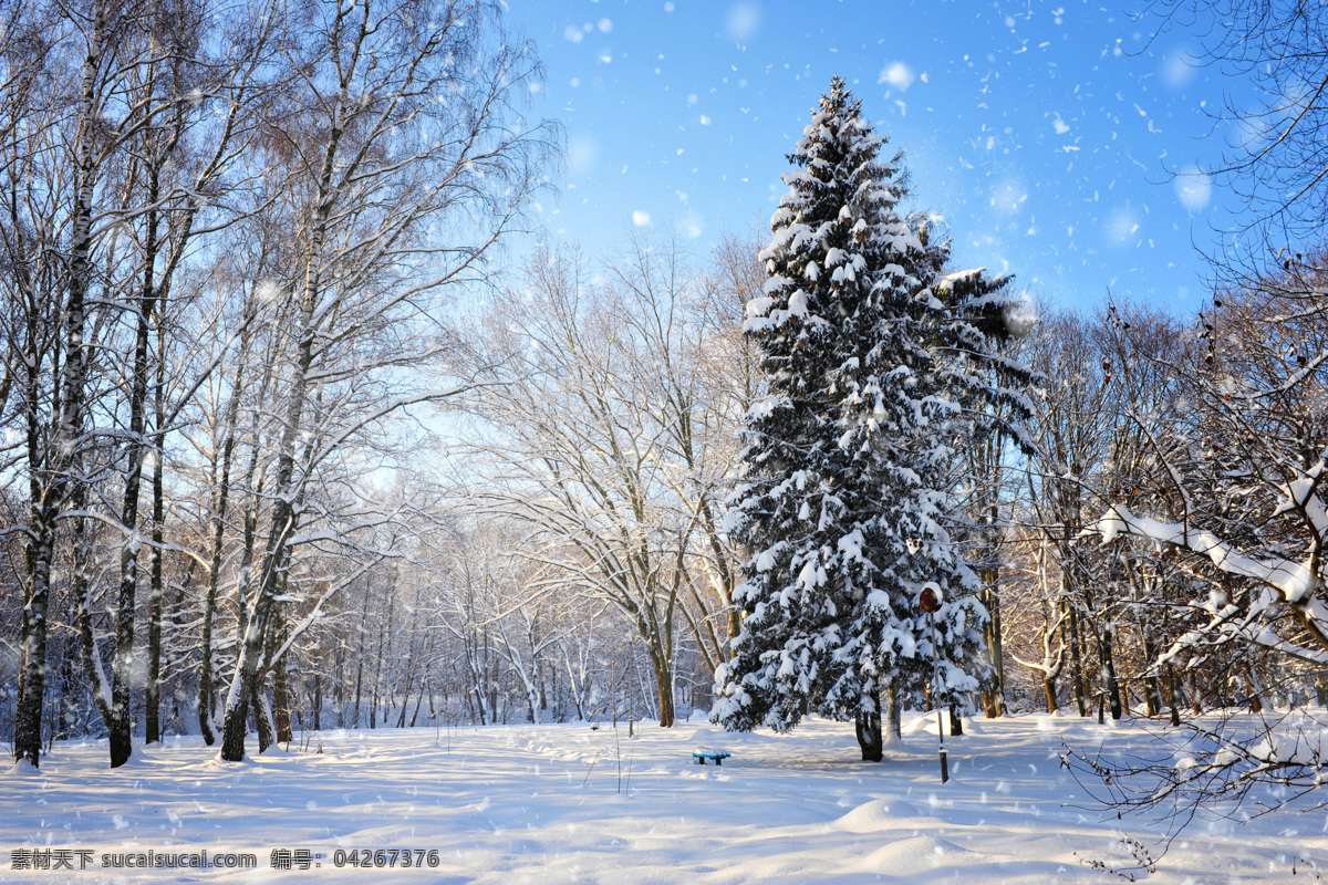 美丽 树林 雪景 冬天风景 树林雪景 冬季风景 美丽雪景 雪地风景 风景摄影 雪景图片 风景图片