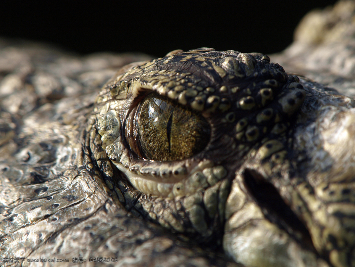 鳄鱼 眼睛 特写 鳄鱼眼睛 野生动物 爬行动物 动物世界 水中生物 生物世界