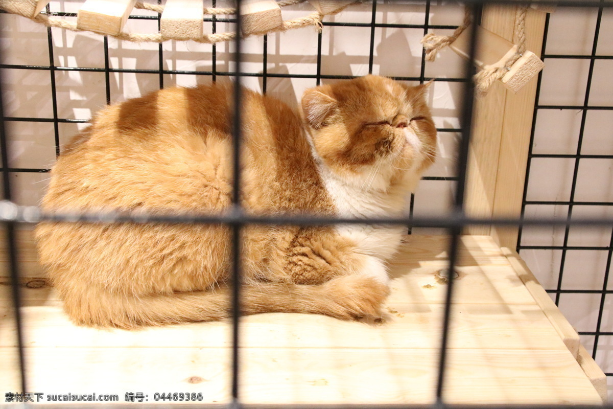 加菲猫 重庆 网红地 打卡 鹅岭 二厂 肥猫 打盹 乖巧 可爱 肥胖 生物世界 家禽家畜