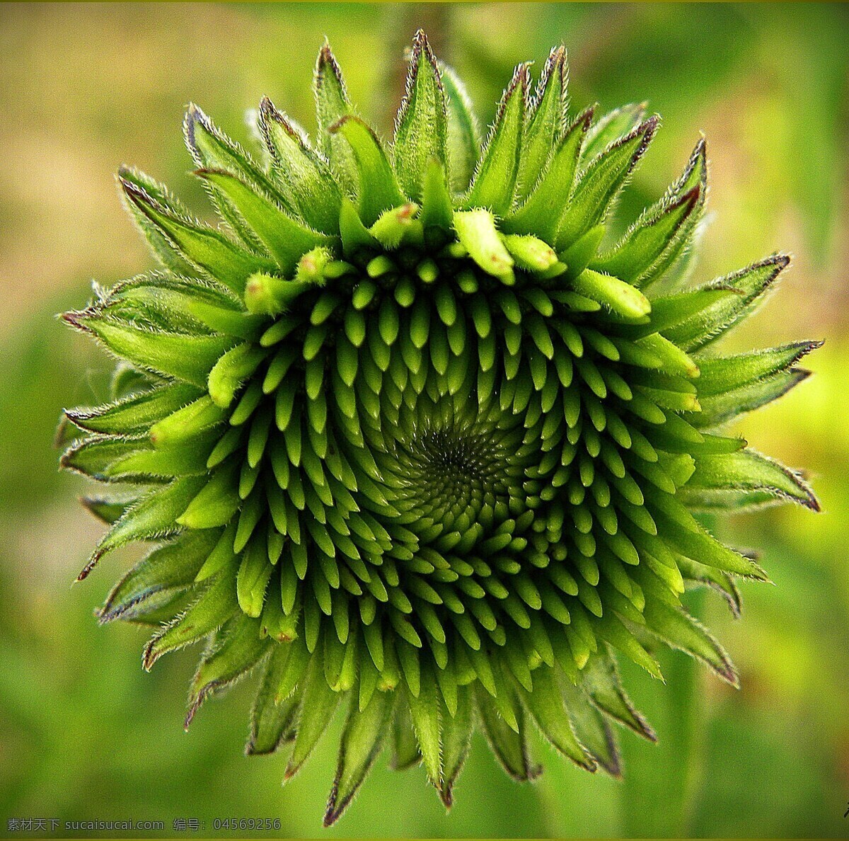 松果菊 绿色 芽 向日葵 太阳花