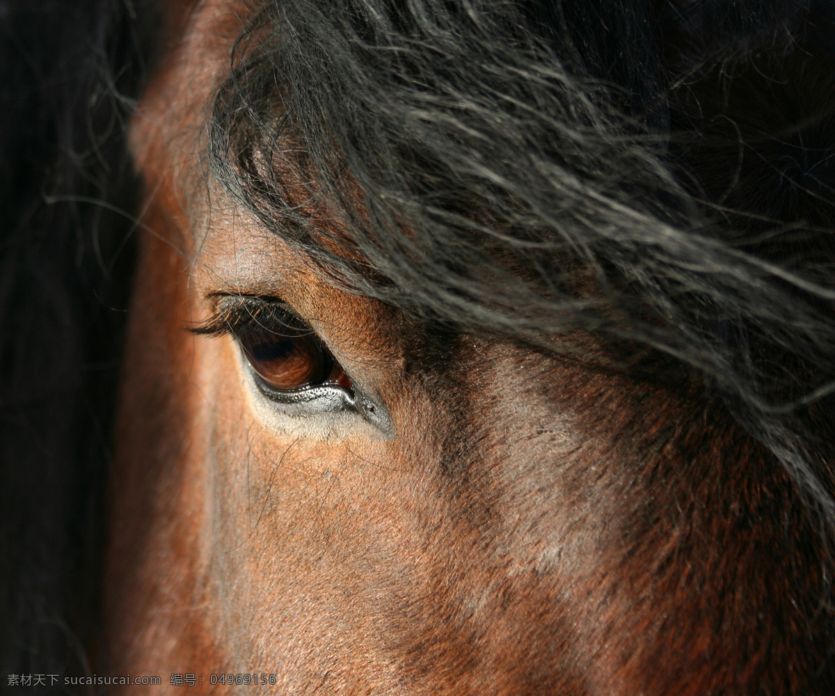 马 眼睛 特写 马的眼睛 动物眼睛 五官 鬃毛 陆地动物 生物世界