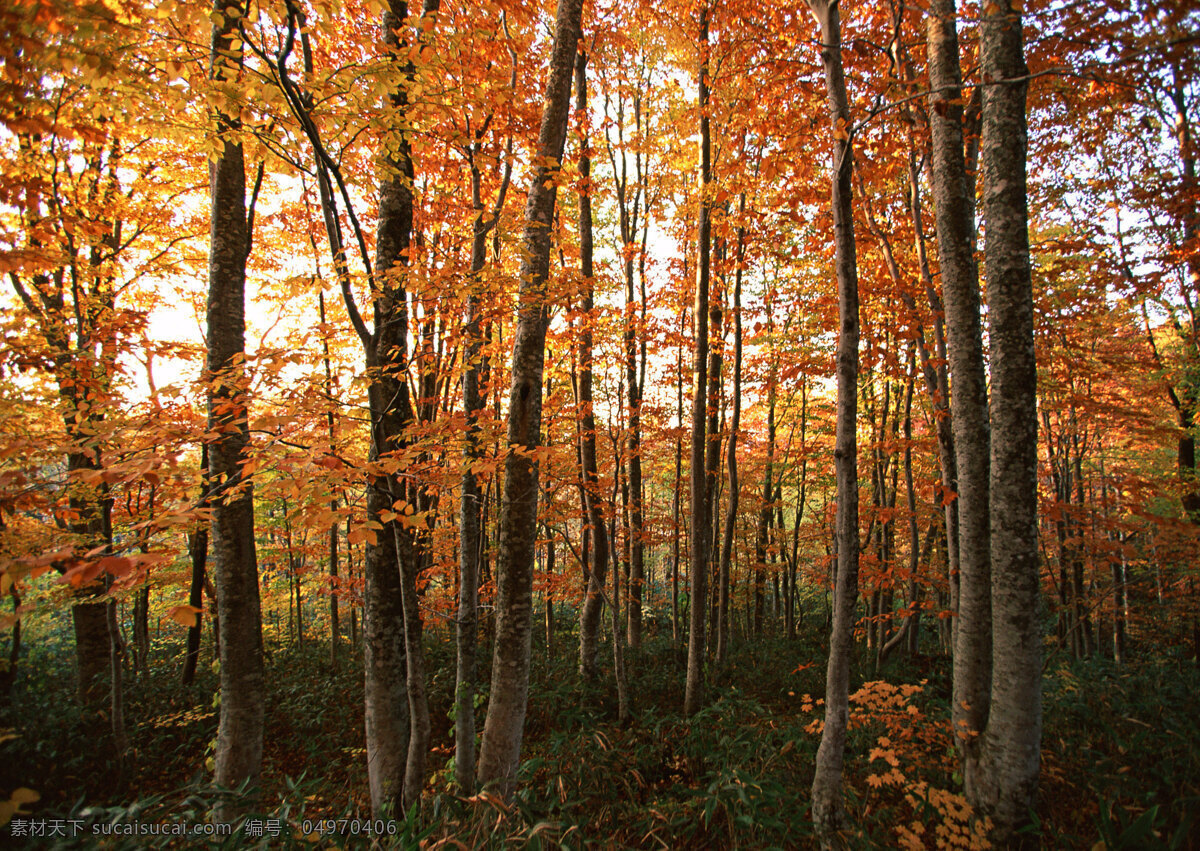秋天 枫 树林 美丽风景 自然风景 风景摄影 大自然 美景 景色 树木 森林 枫树林 枫叶 花草树木 生物世界