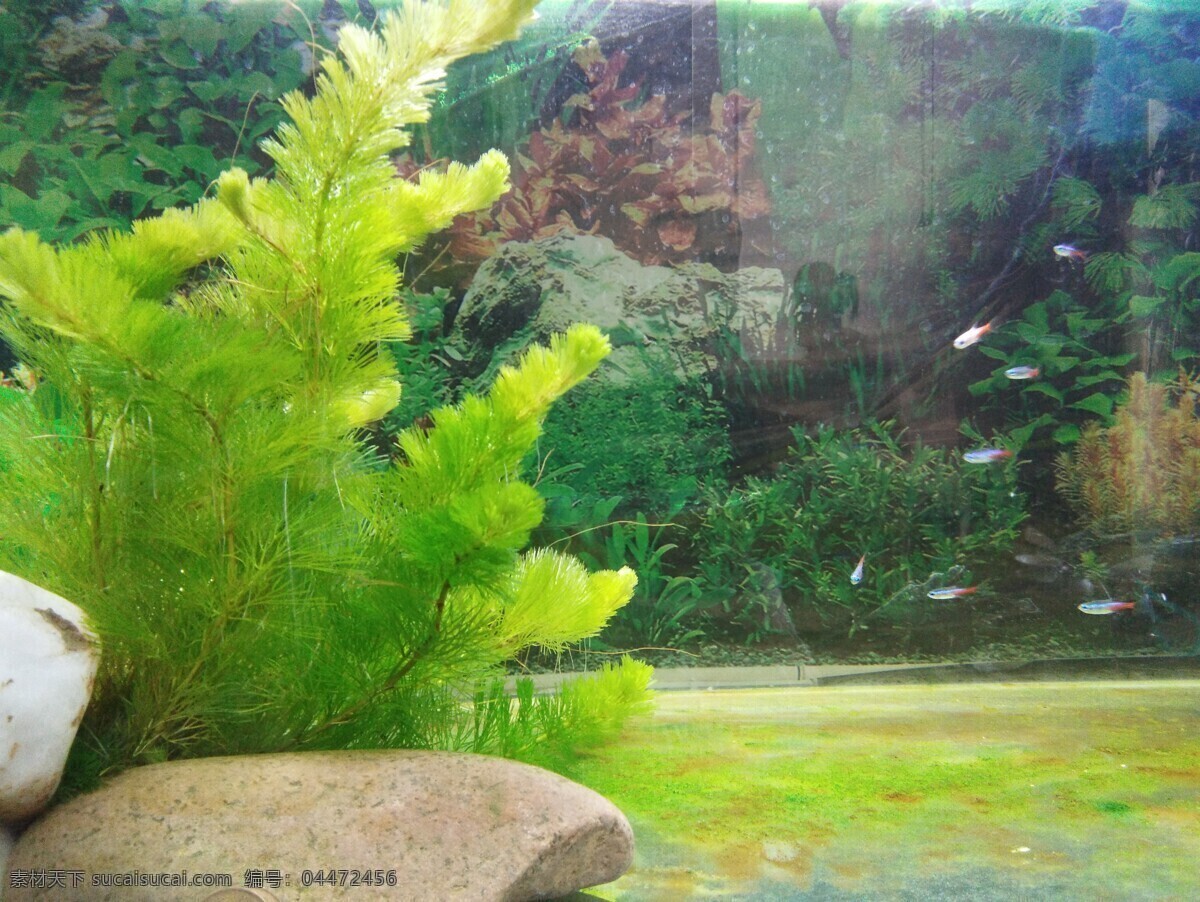 鱼缸 小鱼 水草 鱼儿 绿色 生物世界 海洋生物