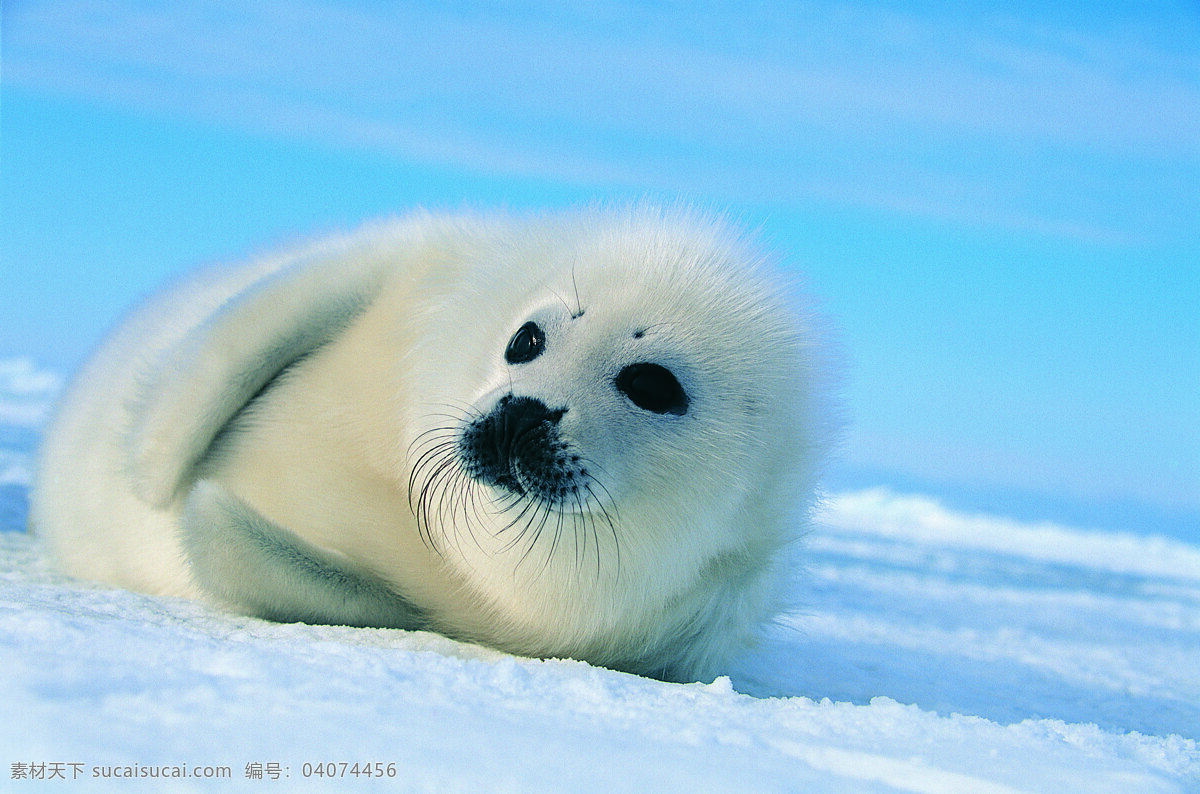 动物 野生动物 北极 雪地 小海狮 陆地动物 生物世界 蓝色