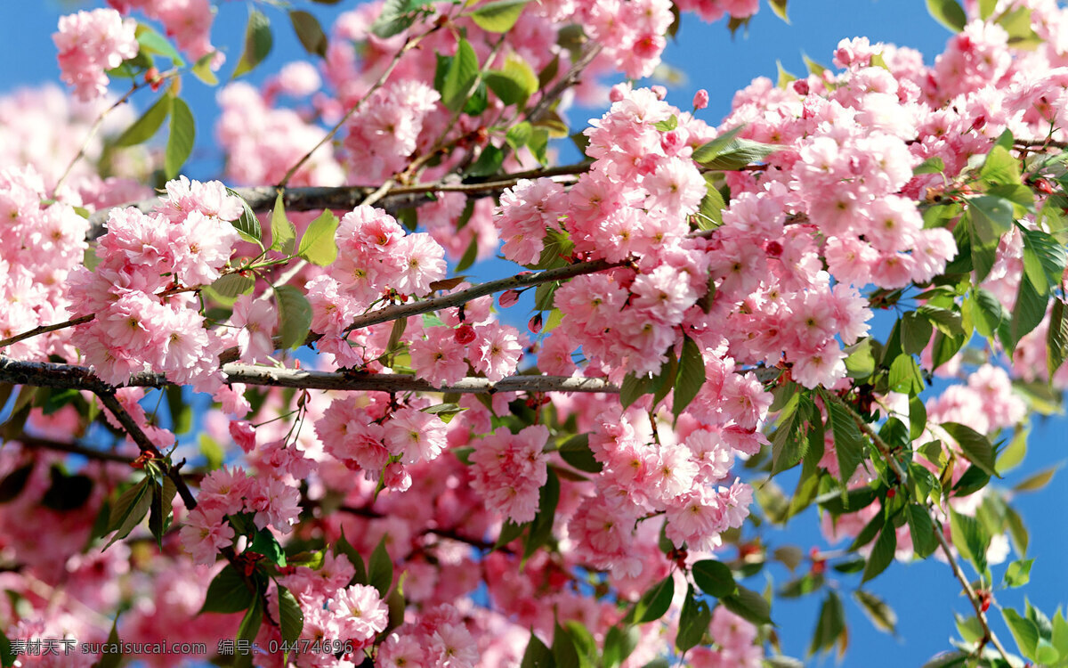 花卉 花海 花束 鲜花 干花 花儿 假花 花朵 花蕊 草木 插花 花艺 园艺 景观 自然 花店 鲜花店 订花 花篮 求婚 爱情 唯美 清新 浪漫 花纹 桌面 背景 花朵背景 鲜花背景 花卉背景 花海背景 花草背景 花朵壁纸 鲜花壁纸 花卉壁纸 花海壁纸 花草壁纸 植物壁纸 电脑壁纸 手机壁纸 生物世界