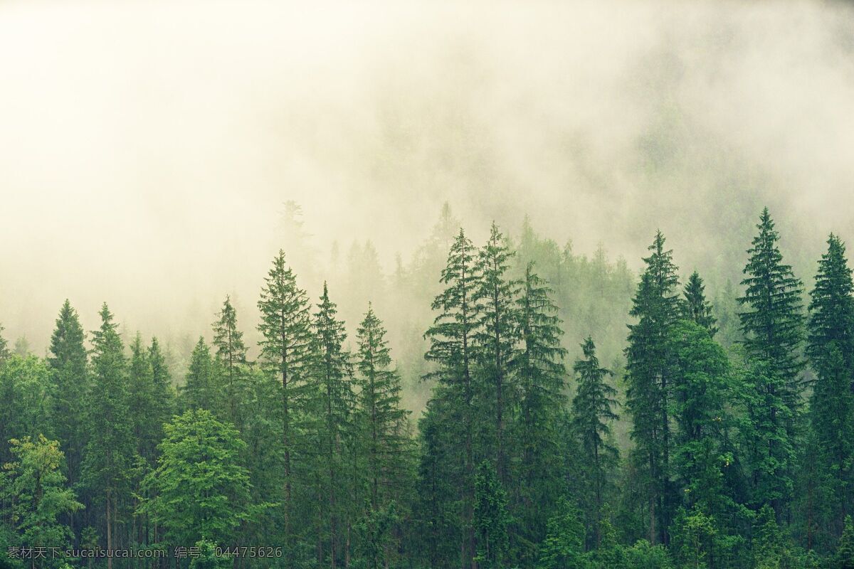 雾 中 森林 树 景观 杉林 自然景观 自然风景