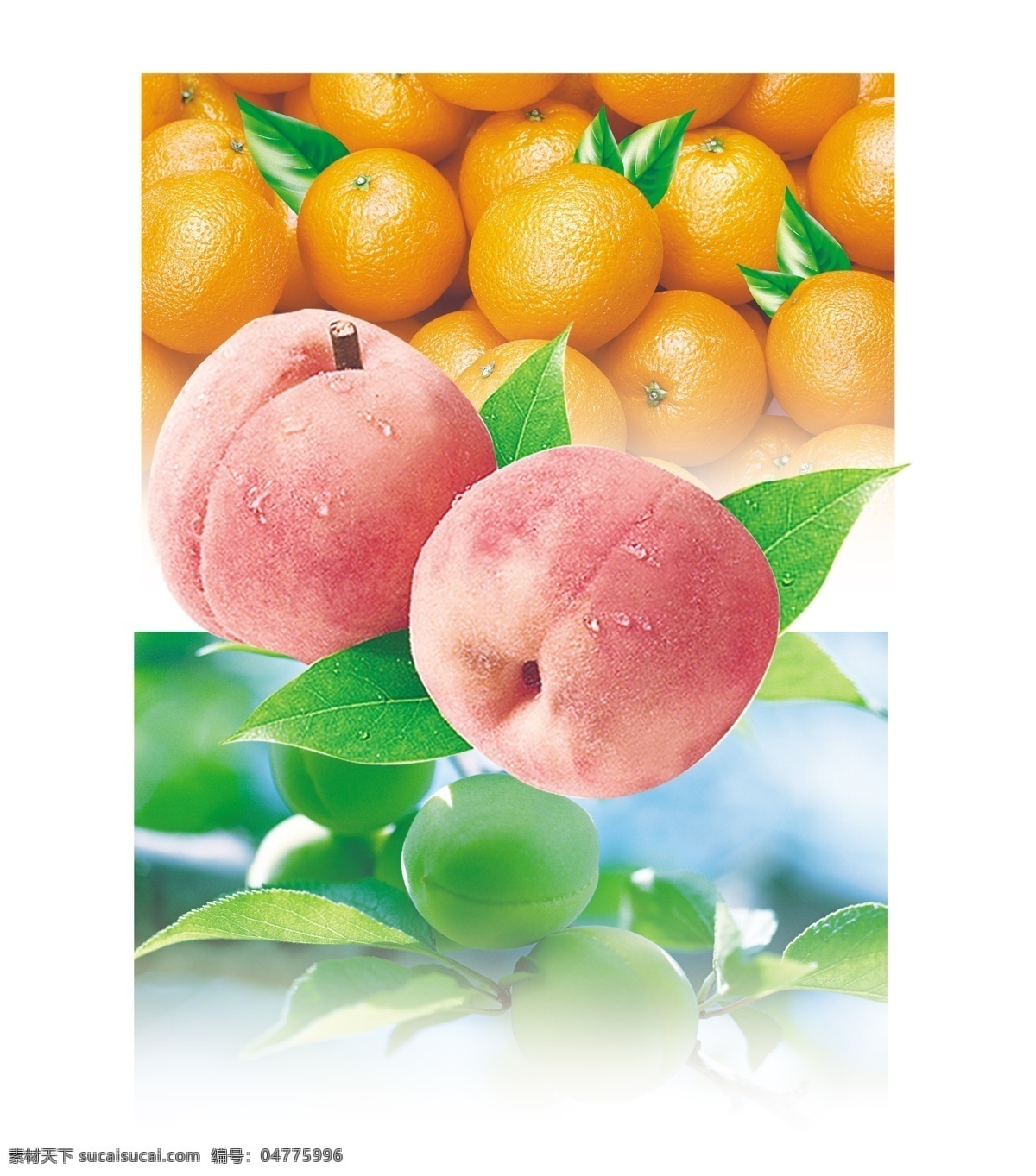 水蜜桃图片 水果 食物 实物 分层 水蜜桃 桃子