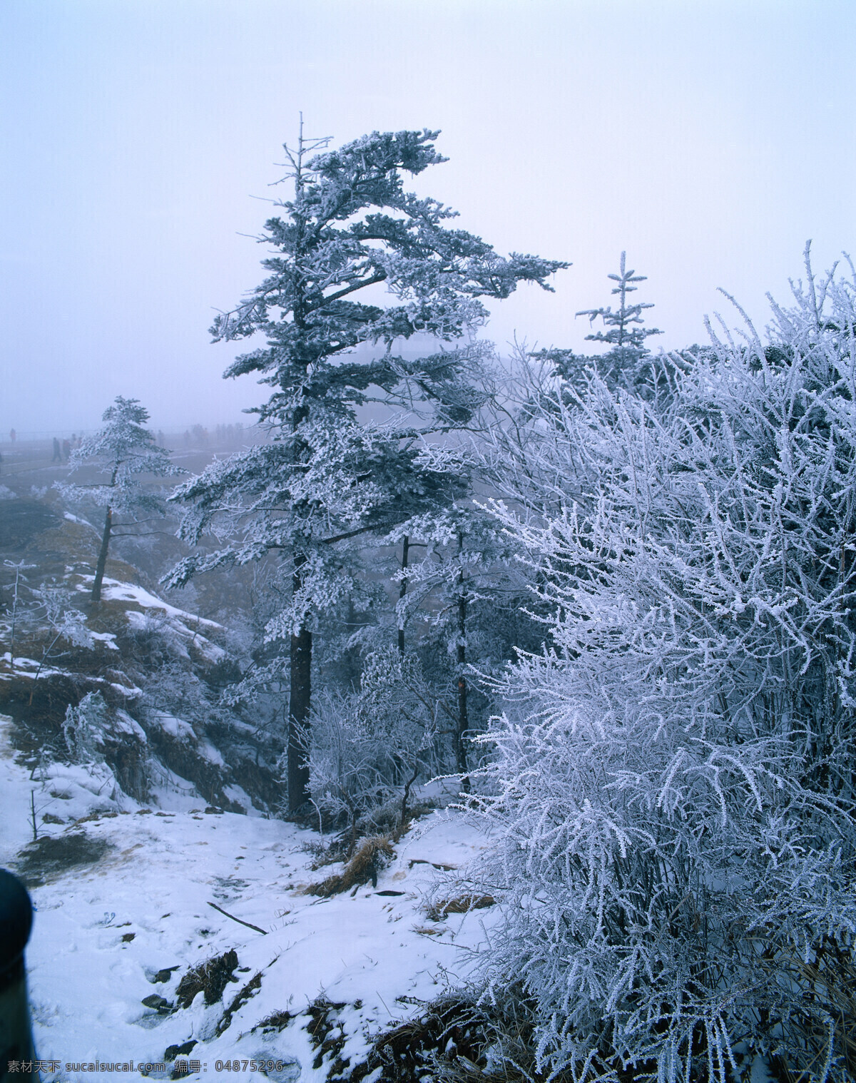 雪山 树木 景色 高山 悬崖 峭壁 树林 松树 大雪 雪白 冰冻 景观 高清图片 山水风景 风景图片