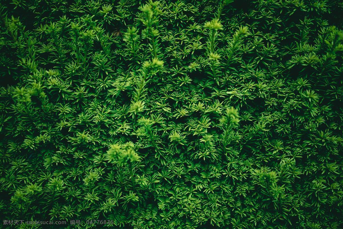 绿叶植物墙 叶子篱笆 热带树林 小清新 大自然 天然绿色 绿叶背景 枝叶 嫩叶 植物 绿化 园林 树木树叶 嫩绿 绿化苗木 植物花果摄影 生物世界