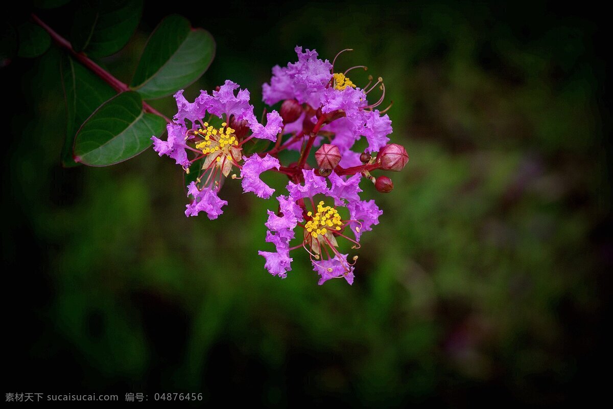 鲜艳 紫薇 花 紫薇花 紫色花朵 紫花 鲜花 花朵