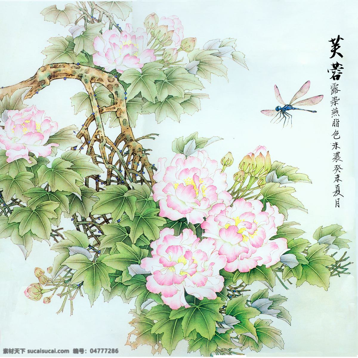 芙蓉 蜻蜓 国画 绘画 工笔 绘画书法 文化艺术