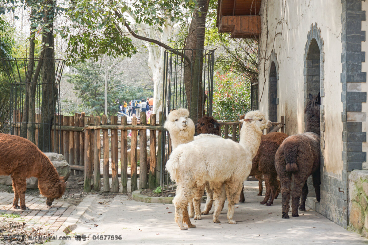 动物园 棕色 白色 羊 驼 动物 哺乳动物 羊驼 野生动物 非洲羊驼 白色羊驼 千库原创