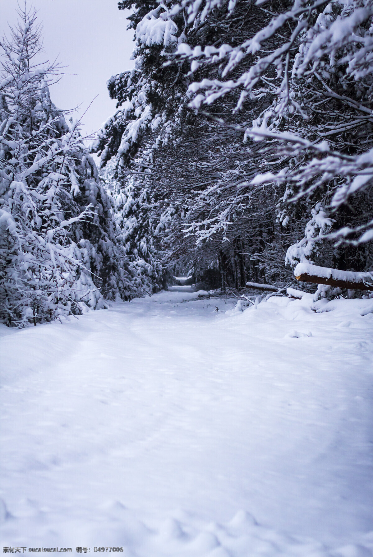 树林 雪景 马路雪景 道路雪景 冬天雪景 冬季风景 雪地风景 树林风景 自然风景 美丽风景 美景 景色 雪景图片 风景图片