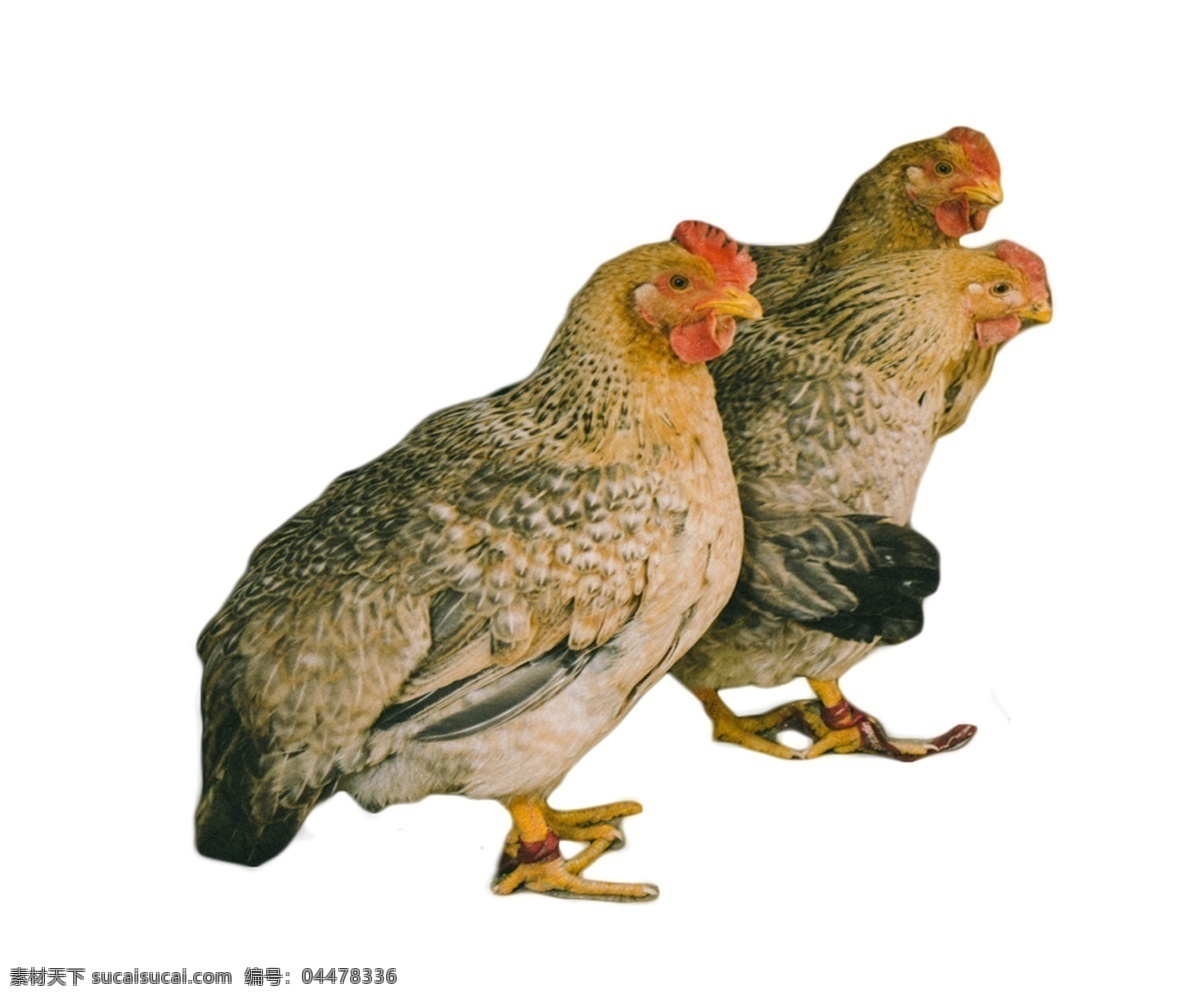 三 只 麻鸡 下蛋 鸡 溜达 动物 家禽 下蛋母鸡 溜溜达达 踱来踱去 吃虫子和粮食 美食敏捷 速度 自由自在
