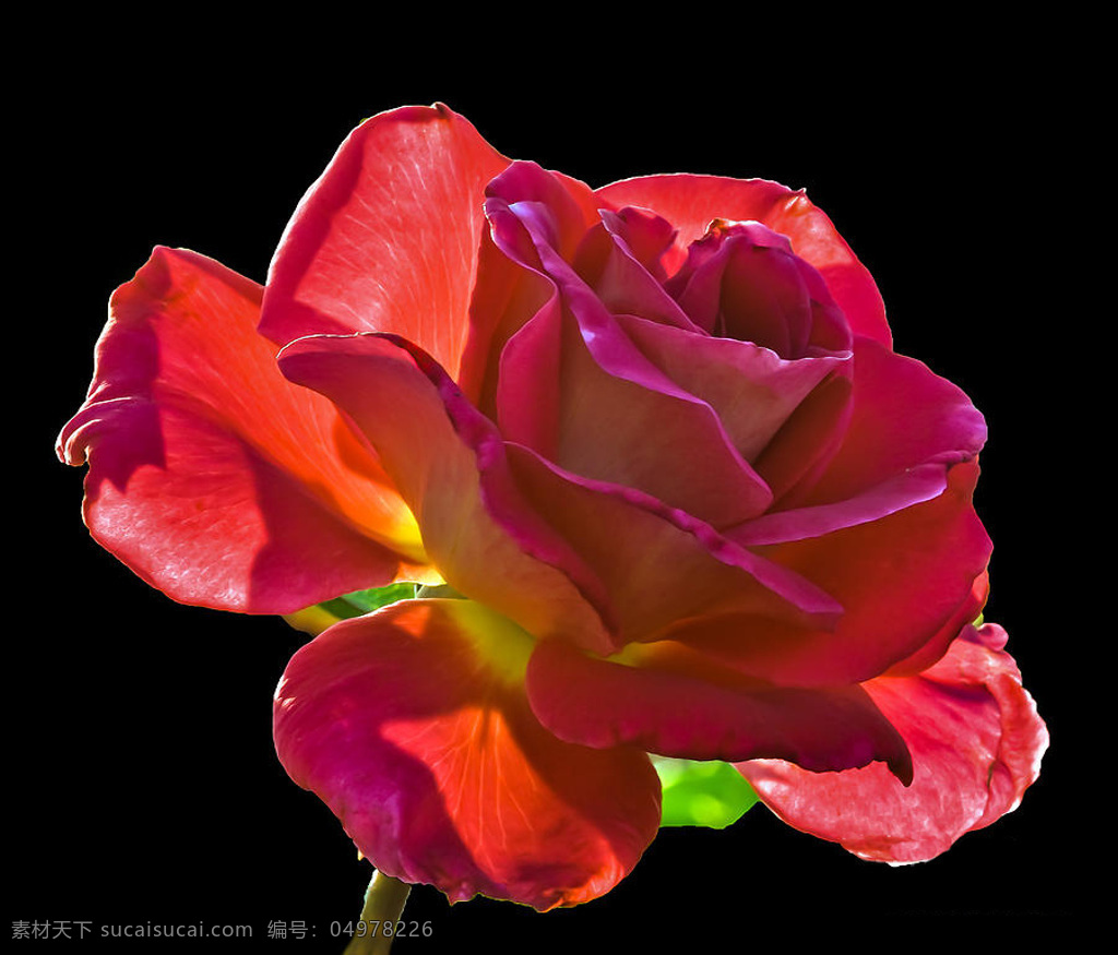 位图 植物摄影 写实花卉 花朵 免费素材 面料图库 服装图案 黑色