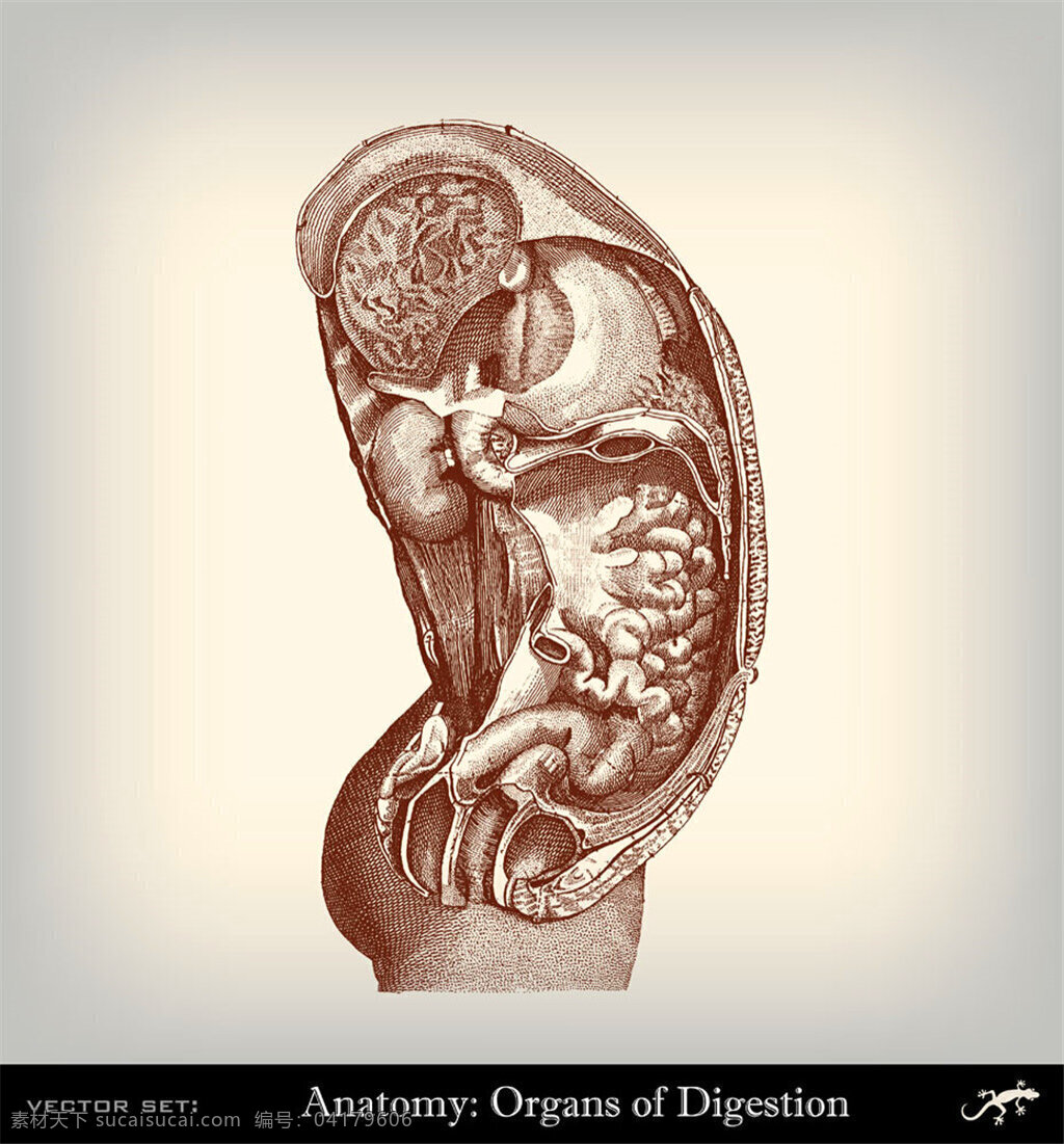 人体 解剖 结构 人体大脑 人体器官素描 人体器官插画 人体解剖学 人体结构插图 其他人物 矢量人物 矢量素材