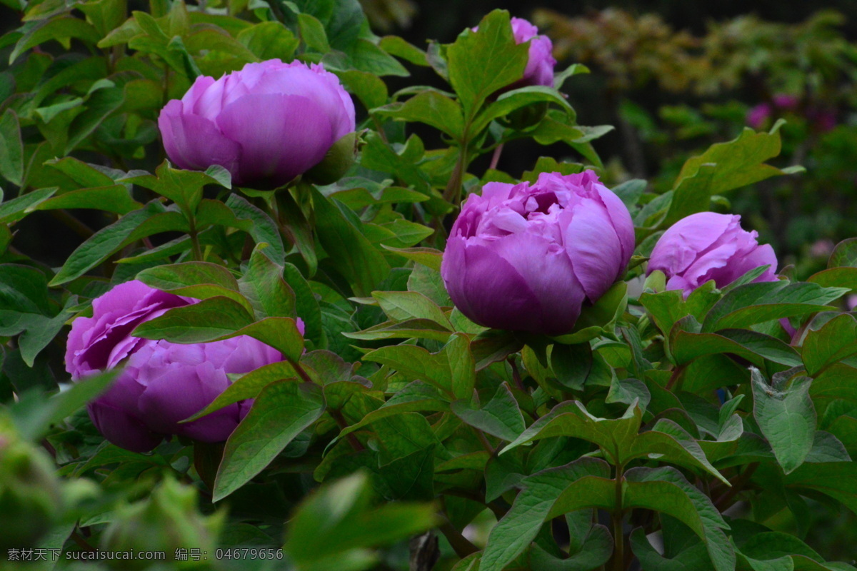 牡丹花 牡丹 观赏花卉 鼠姑 木芍药 百雨金 洛阳花 花朵 花瓣 花蕊 花卉 花儿 花草 植物 园林绿化 绿化景观 芍药牡丹 生物世界