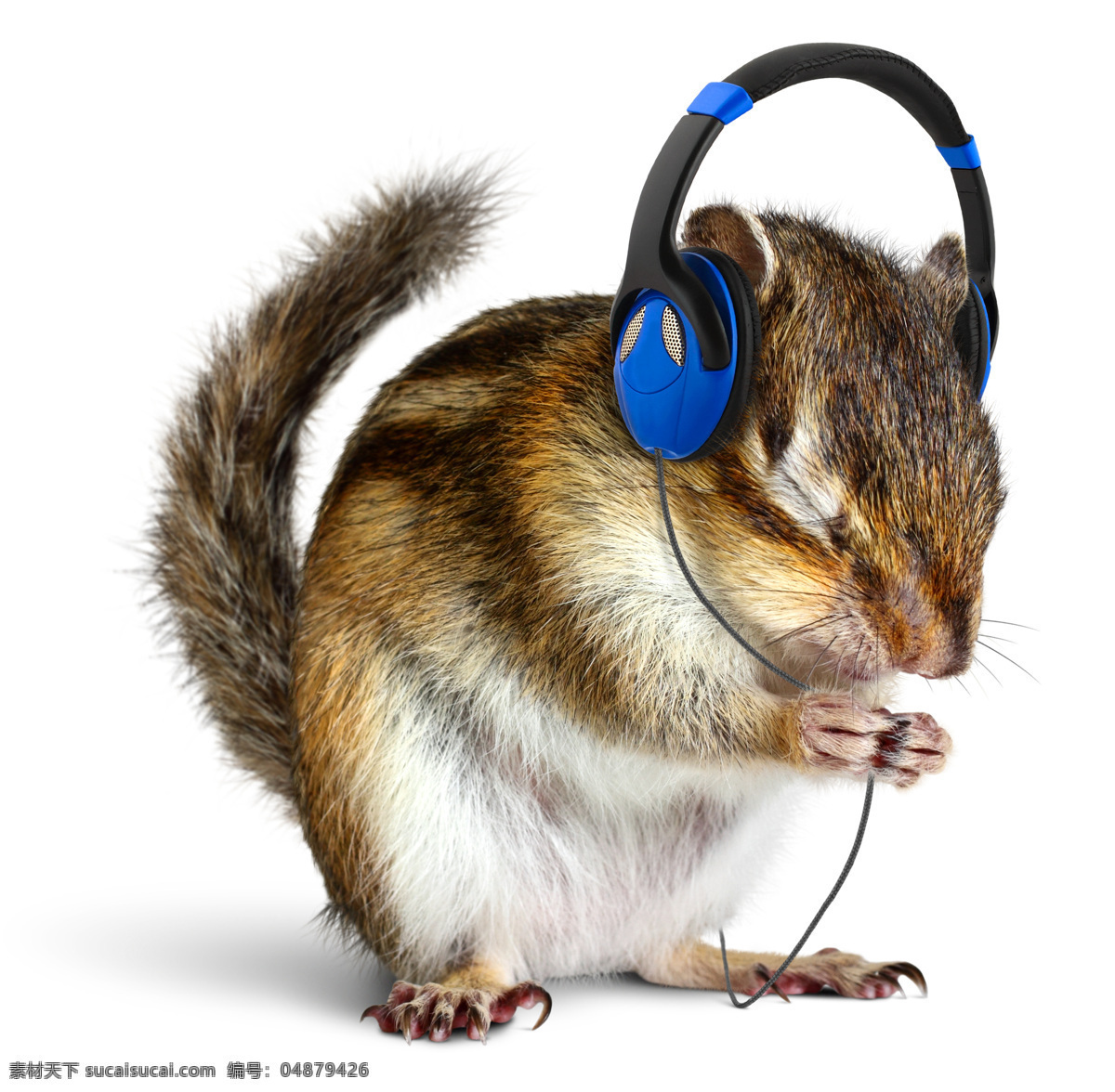 戴 耳机 听歌 老鼠 耳机宣传海报 创意设计 动物 蓝色耳机 影音娱乐 生活百科 白色