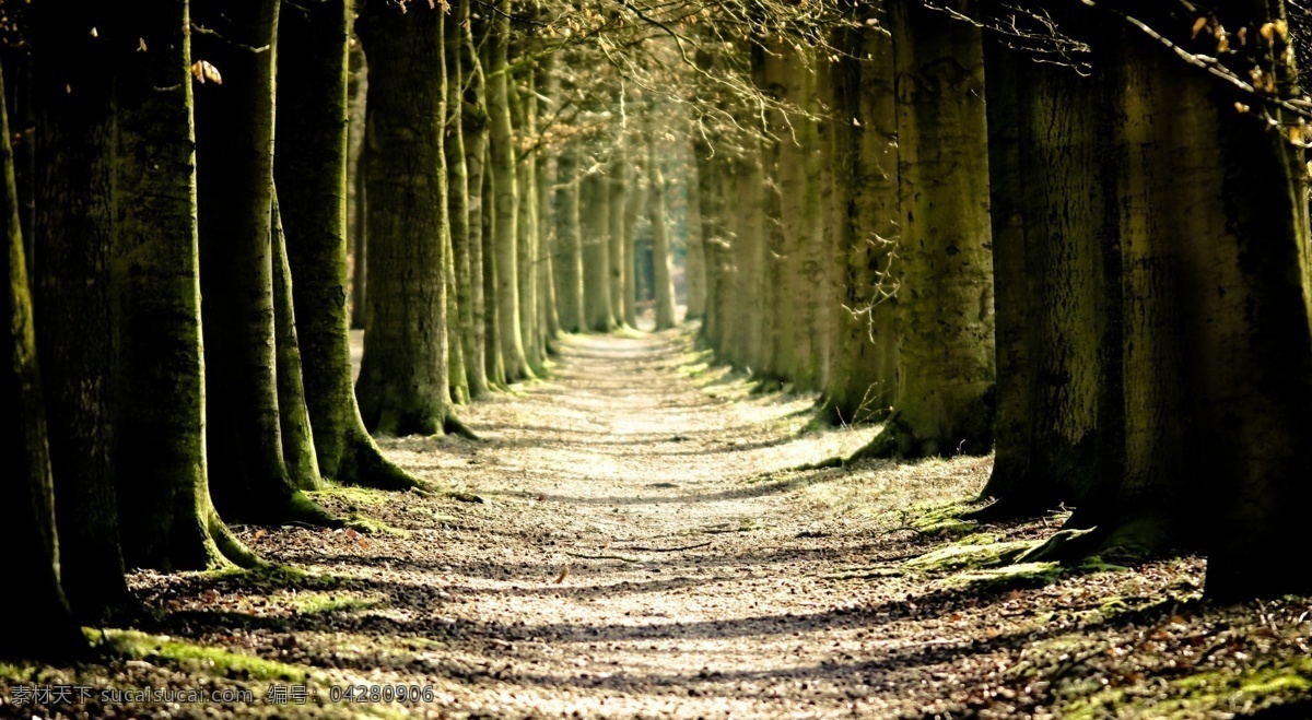 森林 小路 树木 林荫道 绿色 风景 大树