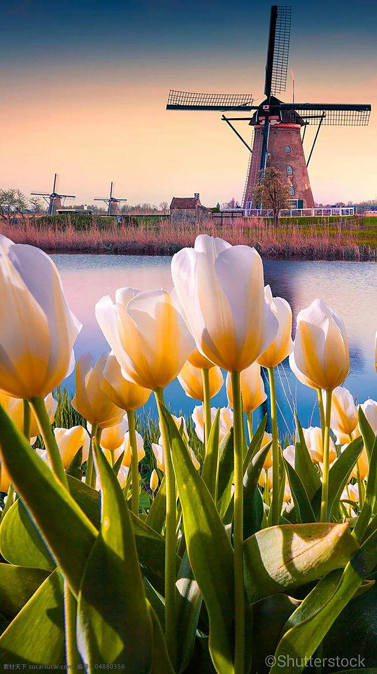荷兰郁金香 郁金香 浪漫 荷兰 爱情 美好 象征 风景 旅游摄影 国外旅游