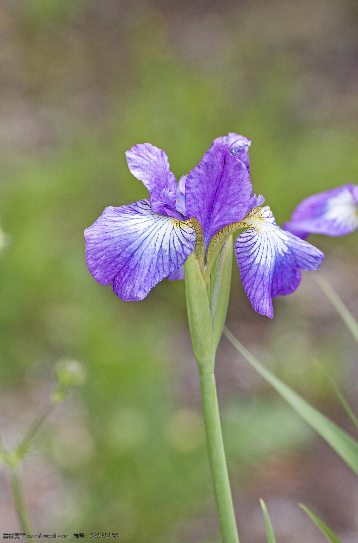 紫色 花朵 特写 生物世界