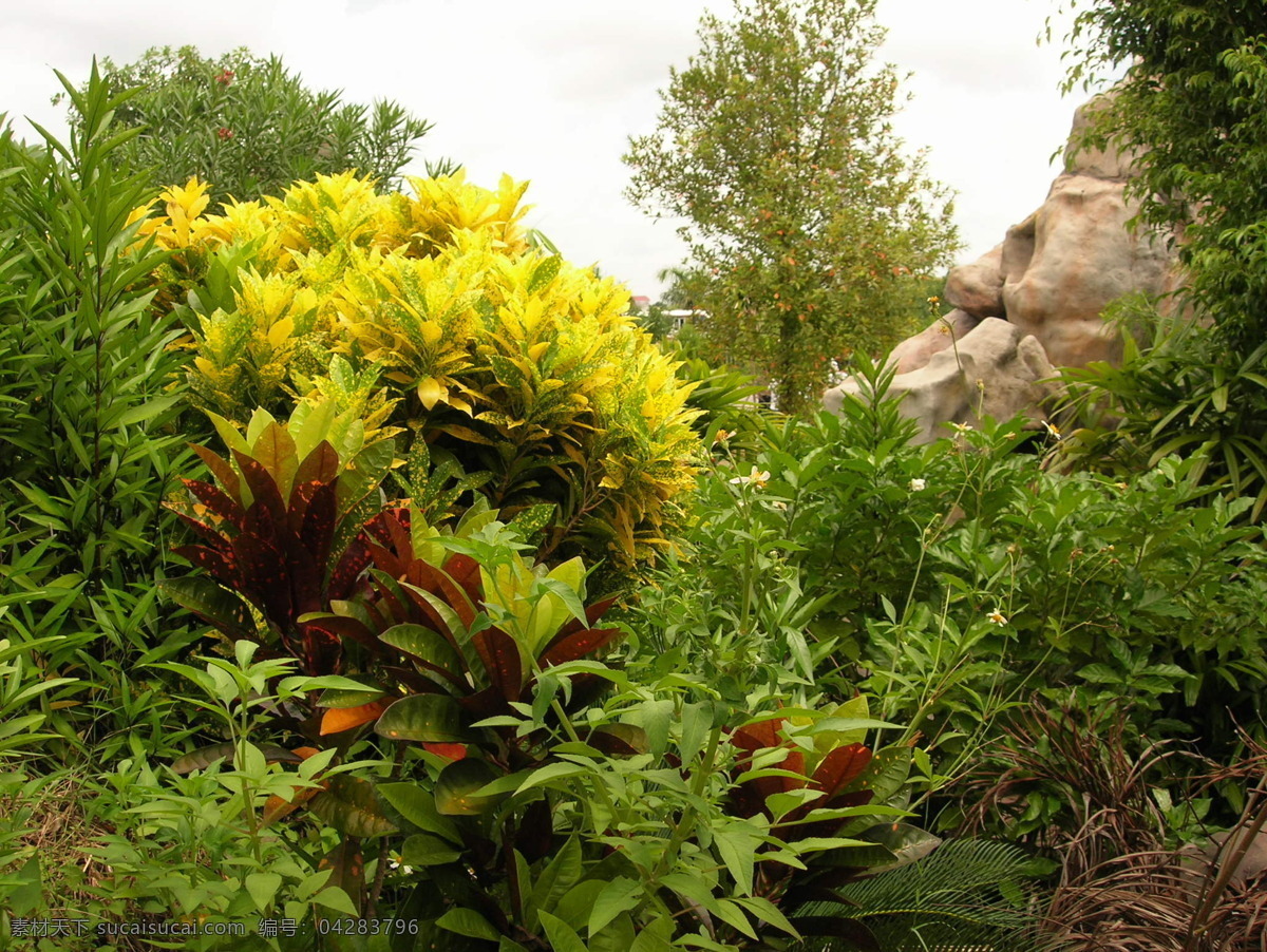 热带 植物 欣赏 风景 花草 花木 景色 越南 南方 生活 旅游餐饮