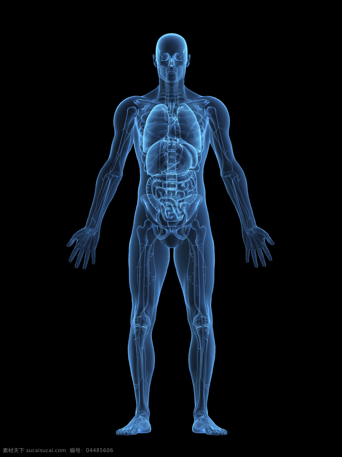 人体 内脏 器官 ct 人体器官 人体骨骼 骨骼结构 医学科技 医疗科技 人体结构 人体器官图 人物图片