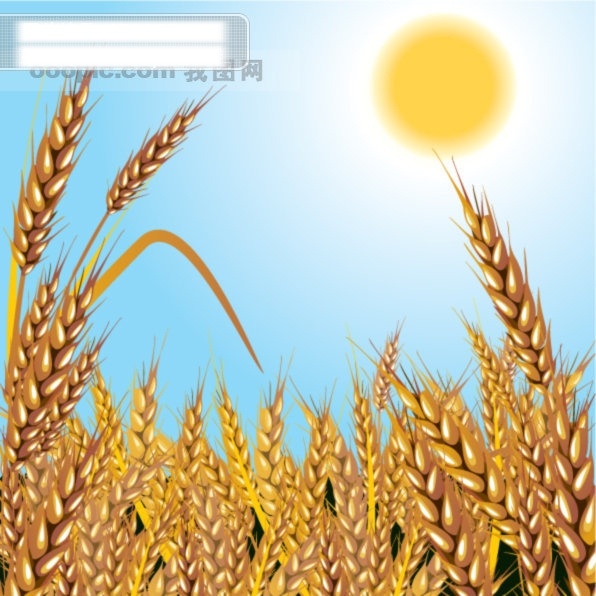 成熟 小麦 蓝天 太阳 矢量图 其他矢量图