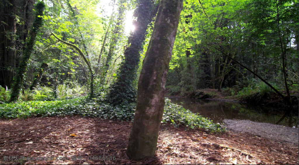 4k 阳光 穿透 树林 大自然 树木 生长 小河 流 镜头 跟踪 移动 高清 视频 拍摄 镜头跟踪 高清视频