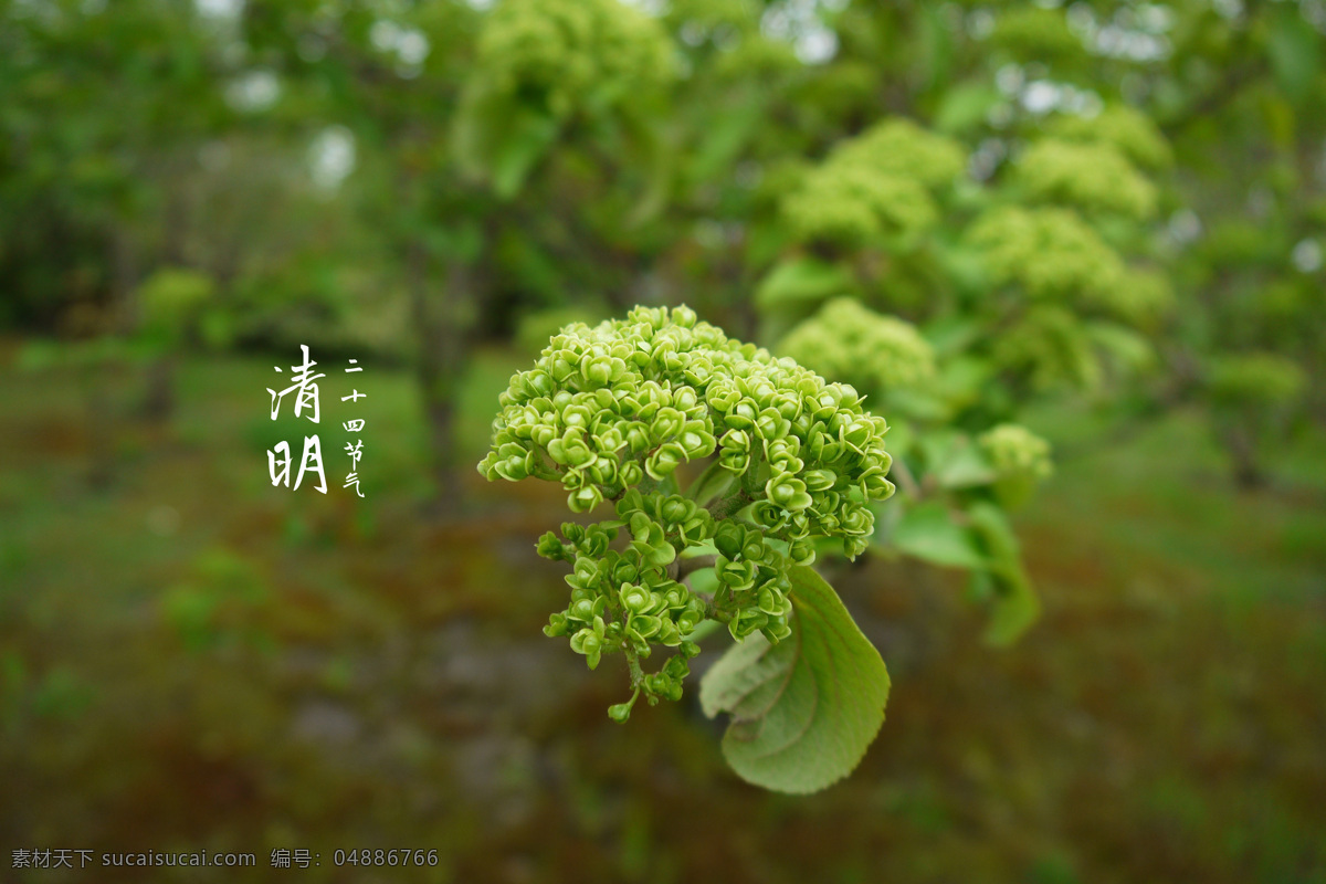 二十四节气 清明 节气 壁纸 文艺 绣球 树 花 廋西湖 扬州 绿 自然景观 自然风景