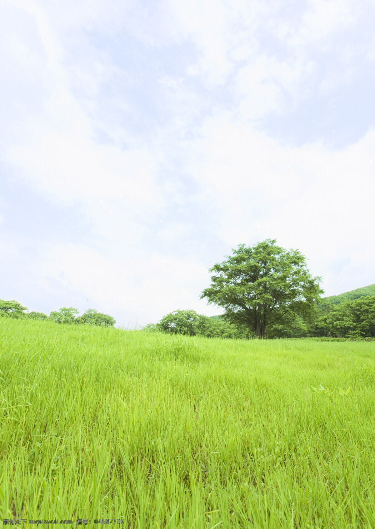 草原 素材图片 草原风光 蓝天 白云 湿地 自然风景 自然景观 高清图片 草地 绿色 jpg图片 草原主题 大自然 春天 生机盎然 碧绿的草地 森林图片 风景图片 风景画 林木风景 花草树木 生物世界