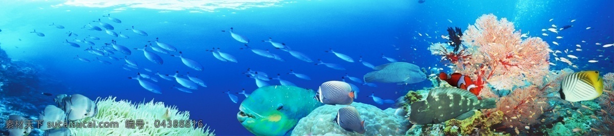 海底世界 海底 世界 蓝色 珊瑚 小鱼