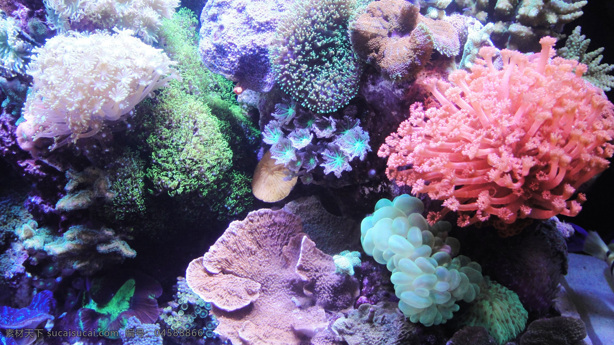 海水 珊瑚 软体 海水鱼 海洋生物 海洋世界 海洋鱼类 生物世界 水珊瑚软体 海水观赏鱼 海葵 水族世界