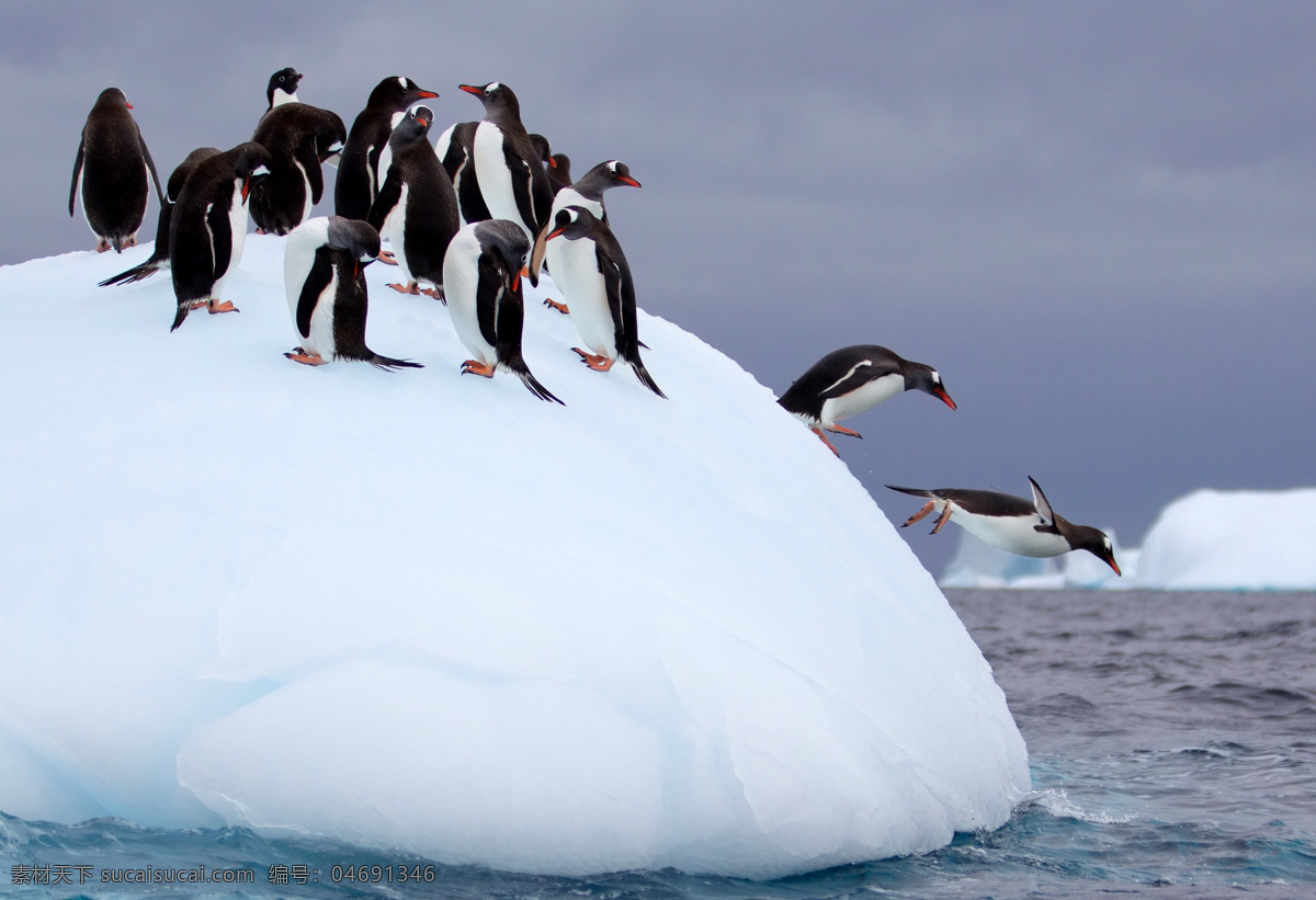 浮冰 上 企鹅 动物世界 动物摄影 南极动物 陆地动物 水中生物 生物世界