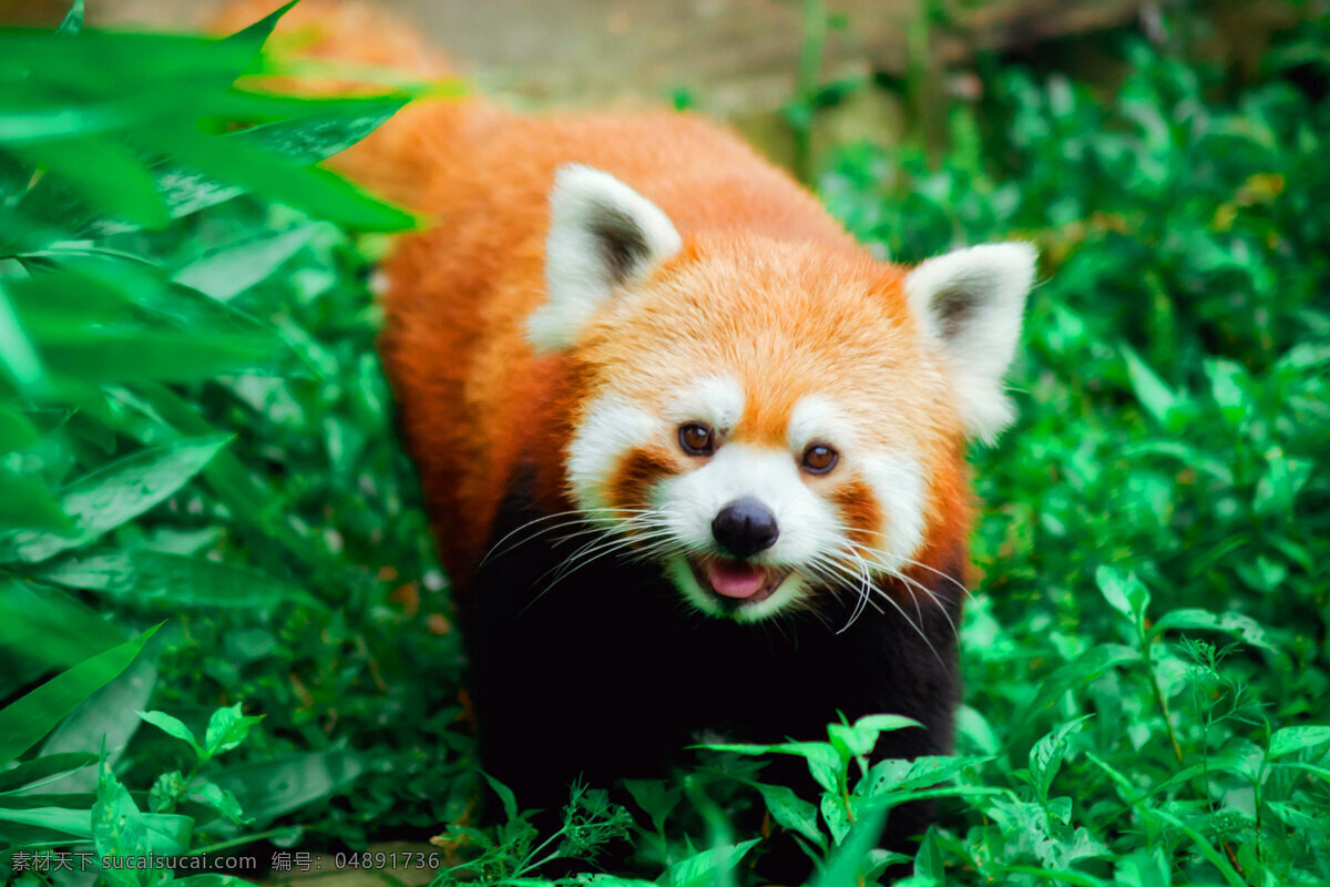 微笑 小熊猫 熊猫 动物 可爱 萌萌哒 萌宠 生物世界 野生动物