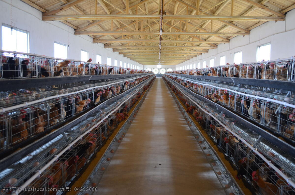 江西 养鸡场 好多鸡 现代农业 喂养 现代科技 农业生产