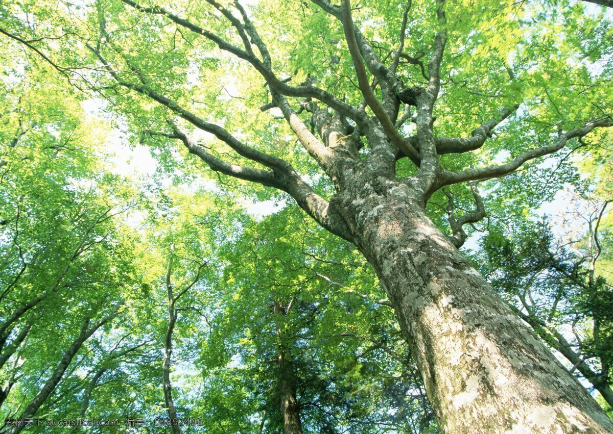 森林 富尔特 素材辞典 绿色 大树 苍天大树 自然景观 自然风景 摄影图库 辞典 美丽 野花