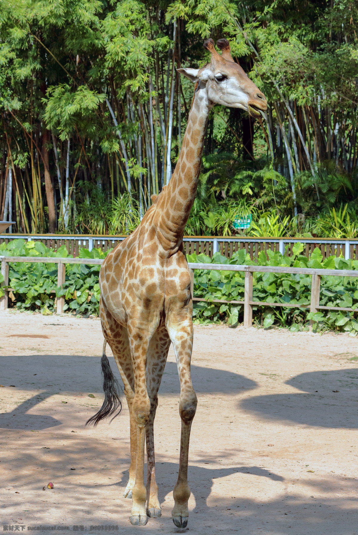 长颈鹿 动物 野生动物 动物园 长脖子 哺乳动物 植物 生物世界