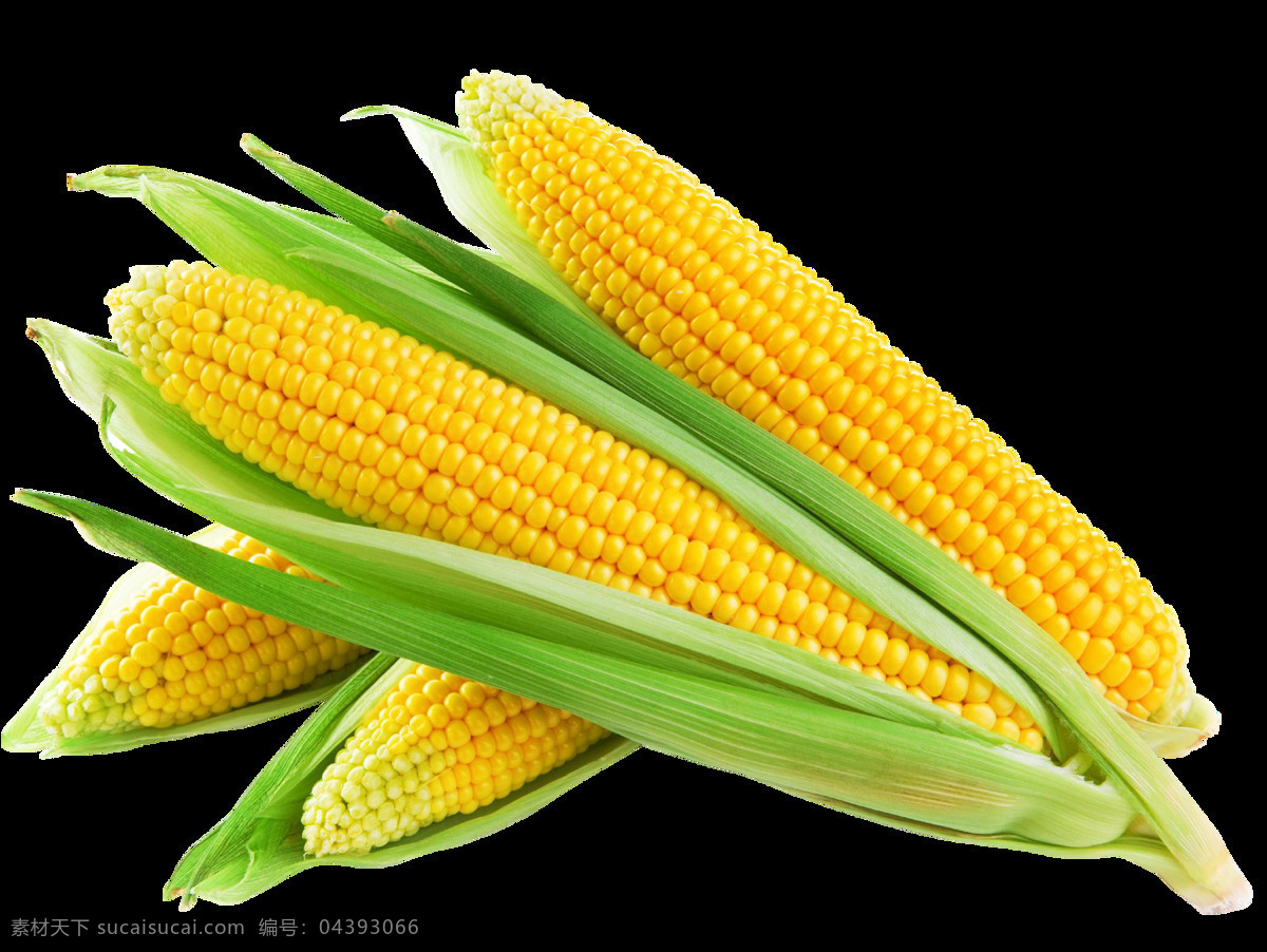 新鲜玉米图片 玉米元素 玉米免扣 玉米 新鲜玉米 玉米植物 照片 生物世界 蔬菜