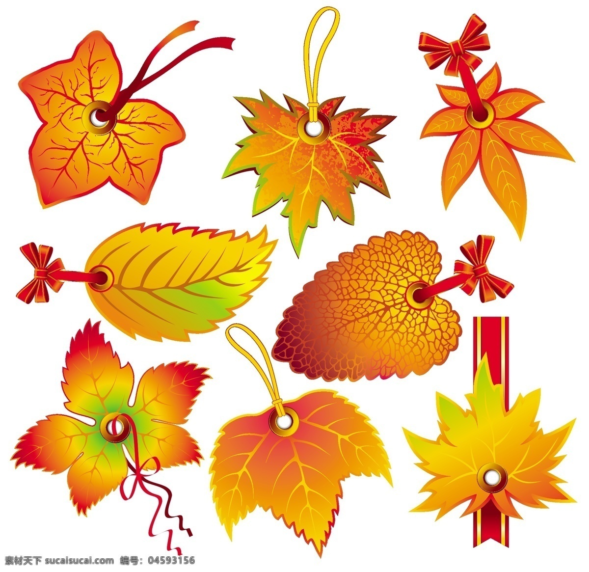 美丽 叶子 标签 缎带 扣 秋天 秋天的落叶 树叶 水滴 图案精美 枫叶红绳 脉 矢量图 日常生活