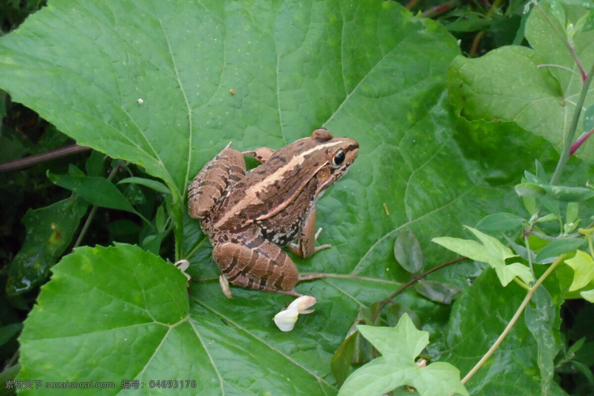 叶子 上 青蛙 高清 动物 昆虫 生物世界