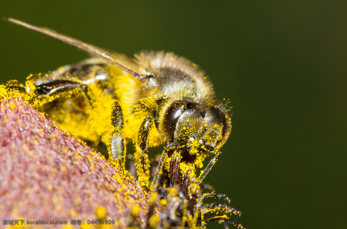 采 蜜 蜜蜂 花朵 花蜜 蜂窝 蜂蜜 昆虫 生物世界 昆虫世界