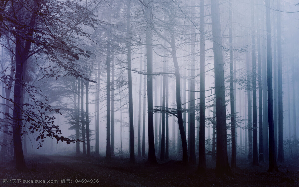 丛林迷雾 雾霾 树林 树林深处 通幽小径 花 草 树 木 自然景观 自然风景