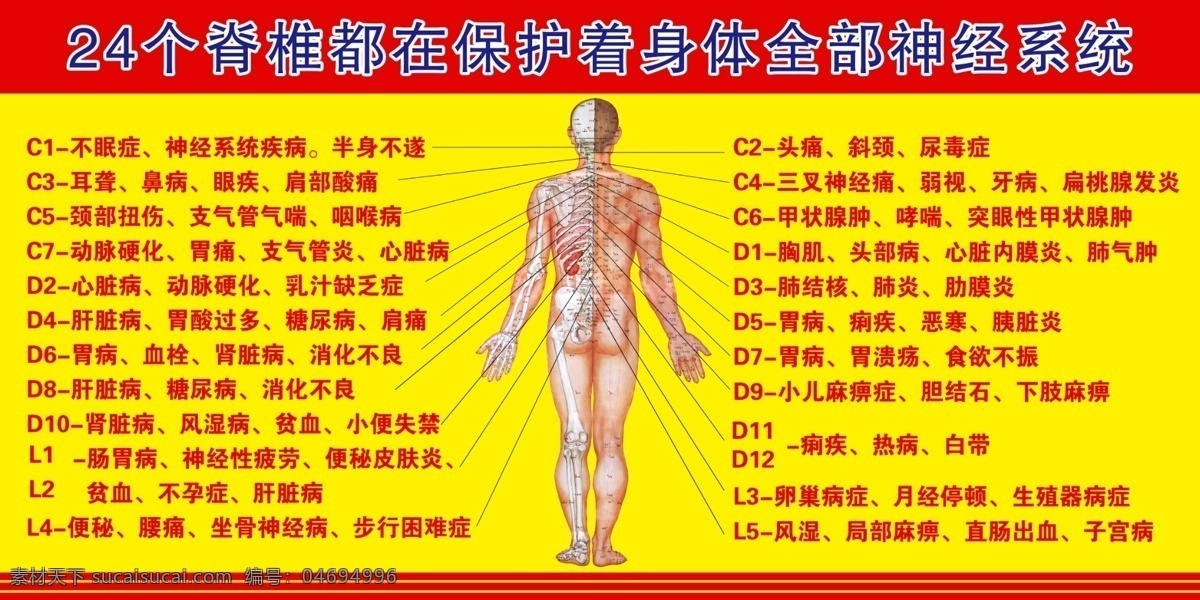 脊椎 保护 人体 全部 神经系统 24脊柱图 脊柱 人体图 人体神经系统 人体骨骼 分层