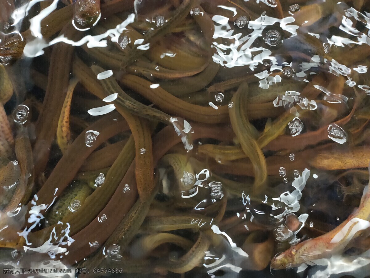 泥鳅 鱼 虾 蟹 水产品 海鲜 海产品 美食 营养 食材 生物世界 鱼类