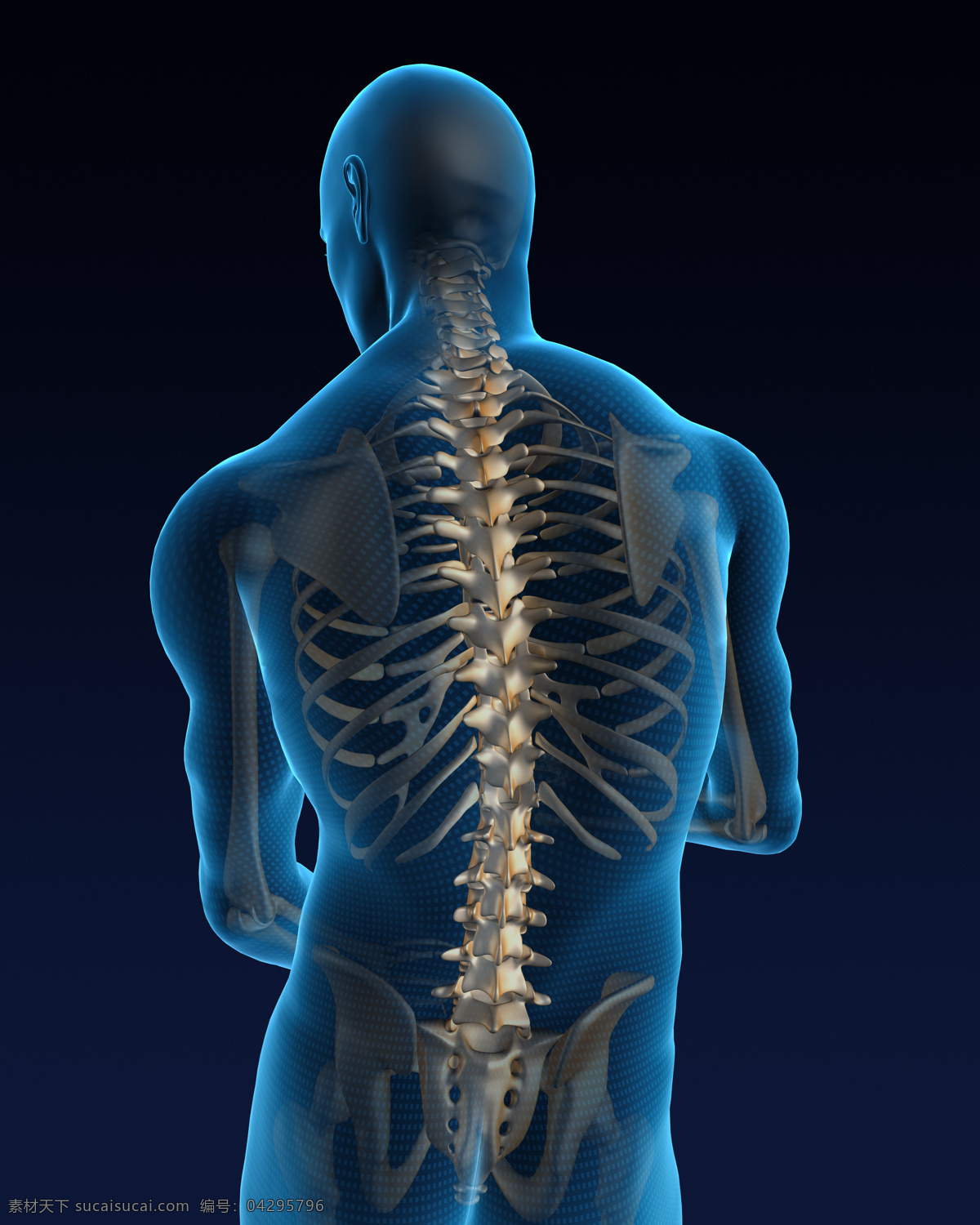 人体 骨骼 结构 人体器官 人体骨骼 骨骼结构 医学科技 医疗科技 人体结构 ct 人体器官图 人物图片